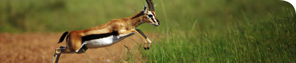 Antilope.png
